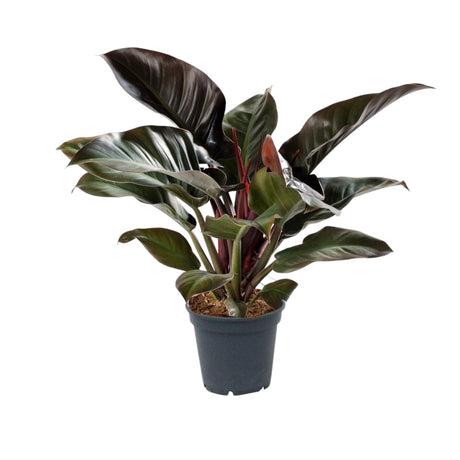 Livraison plante Philodendron 'Imperial Red'