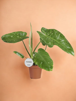 Livraison plante Philodendron Jose Buono