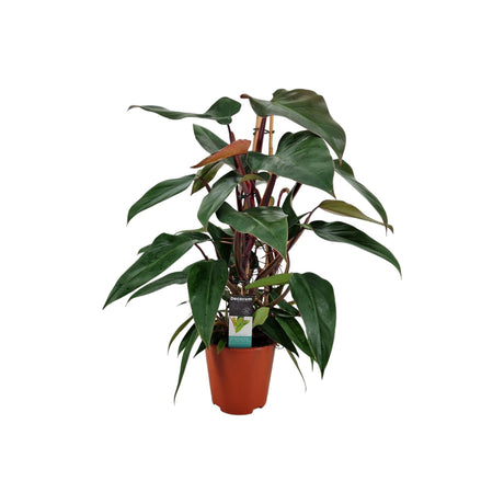 Livraison plante Philodendron New Red Pyramide