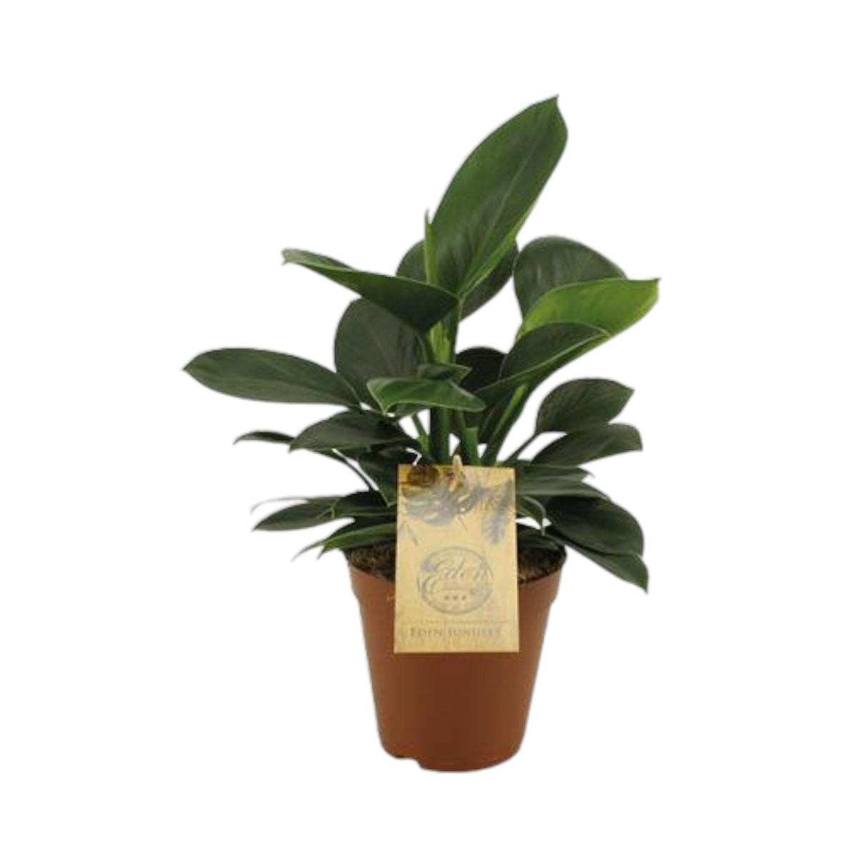 Livraison plante Philodendron Oxypure