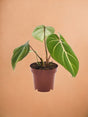 Livraison plante Philodendron Selloum Atom