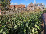 Livraison plante Phlomis russeliana