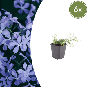 Livraison plante Phlox bleue