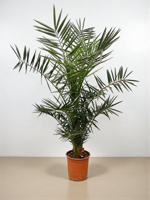 Livraison plante Phoenix Canariensis