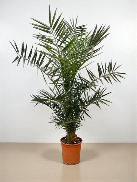 Livraison plante Phoenix Canariensis