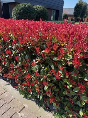 Livraison plante Photinia fraseri Carre Rouge – Lot de 8 – Hauteur 30 - 35 cm