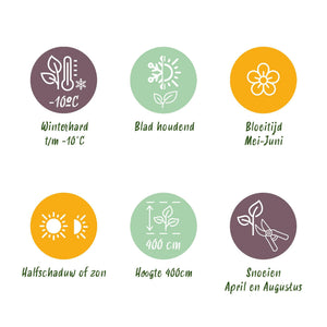 Livraison plante Photinia fraseri Carre Rouge – Lot de 8 – Hauteur 30 - 35 cm