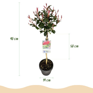 Livraison plante Photinia fraseri Carre Rouge – Pot 19 cm – Hauteur 90 cm