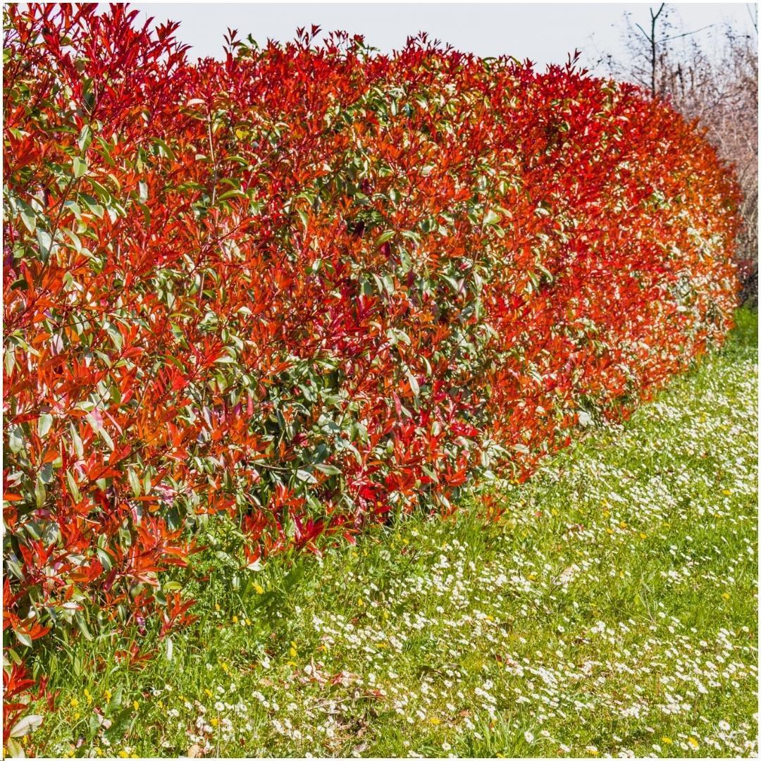 Livraison plante Photinia fraseri 'Red Robin' - Lot de 6