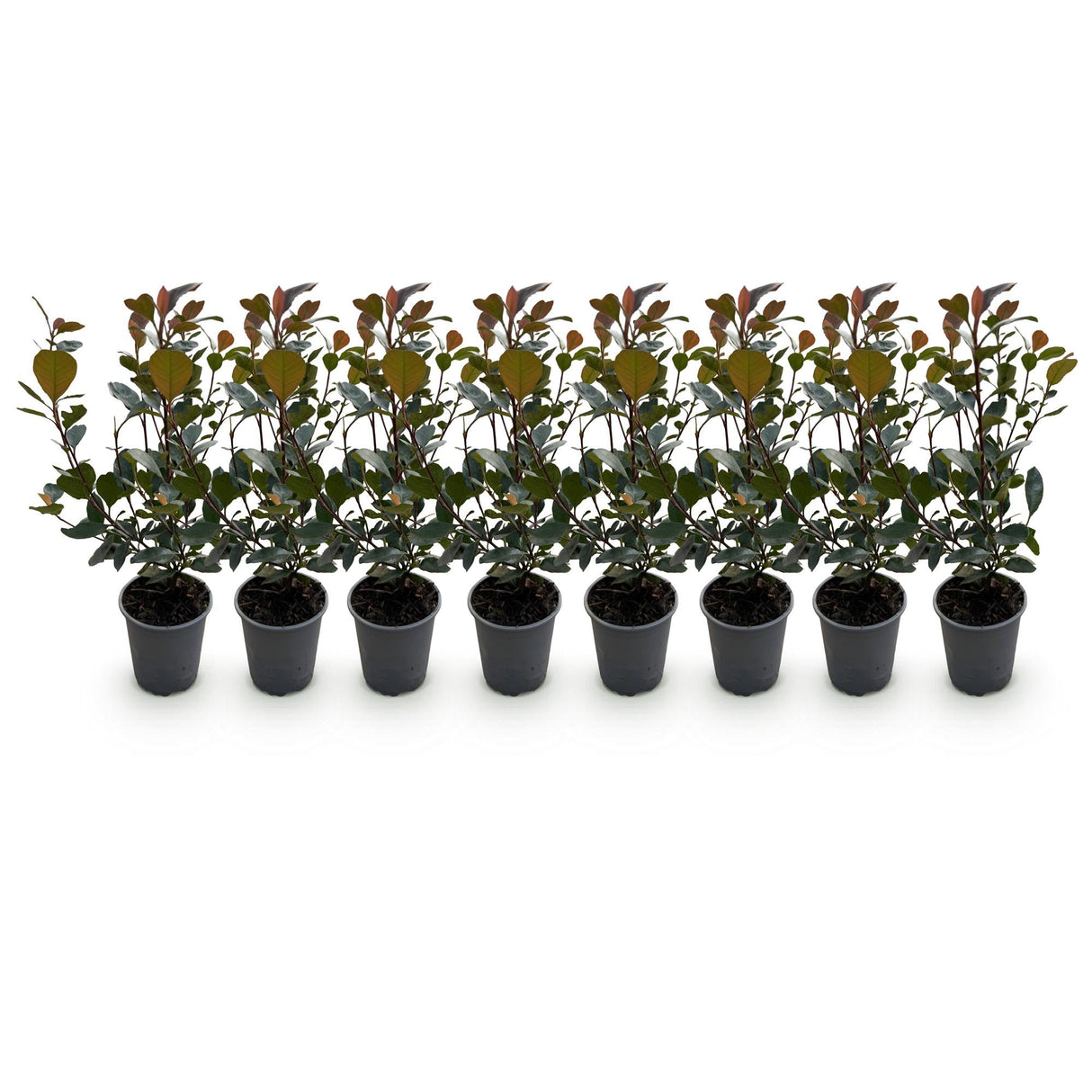 Livraison plante Photinia Little Red Robin – Lot de 8 – Hauteur 30 cm