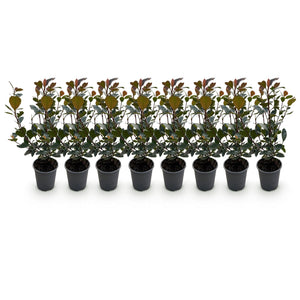 Livraison plante Photinia Little Red Robin – Lot de 8 – Hauteur 30 cm