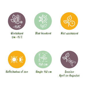 Livraison plante Photinia Little Red Robin – Lot de 8 – Hauteur 30 cm