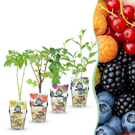 Livraison plante Plantes fruitières Rainbow – Lot de 4 – Pot 9 cm