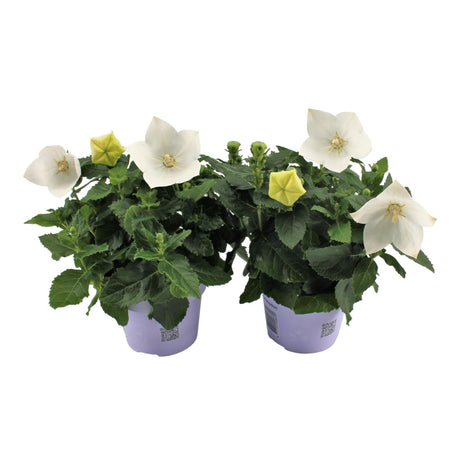Livraison plante Platycodon blanc - plante fleurie balcon
