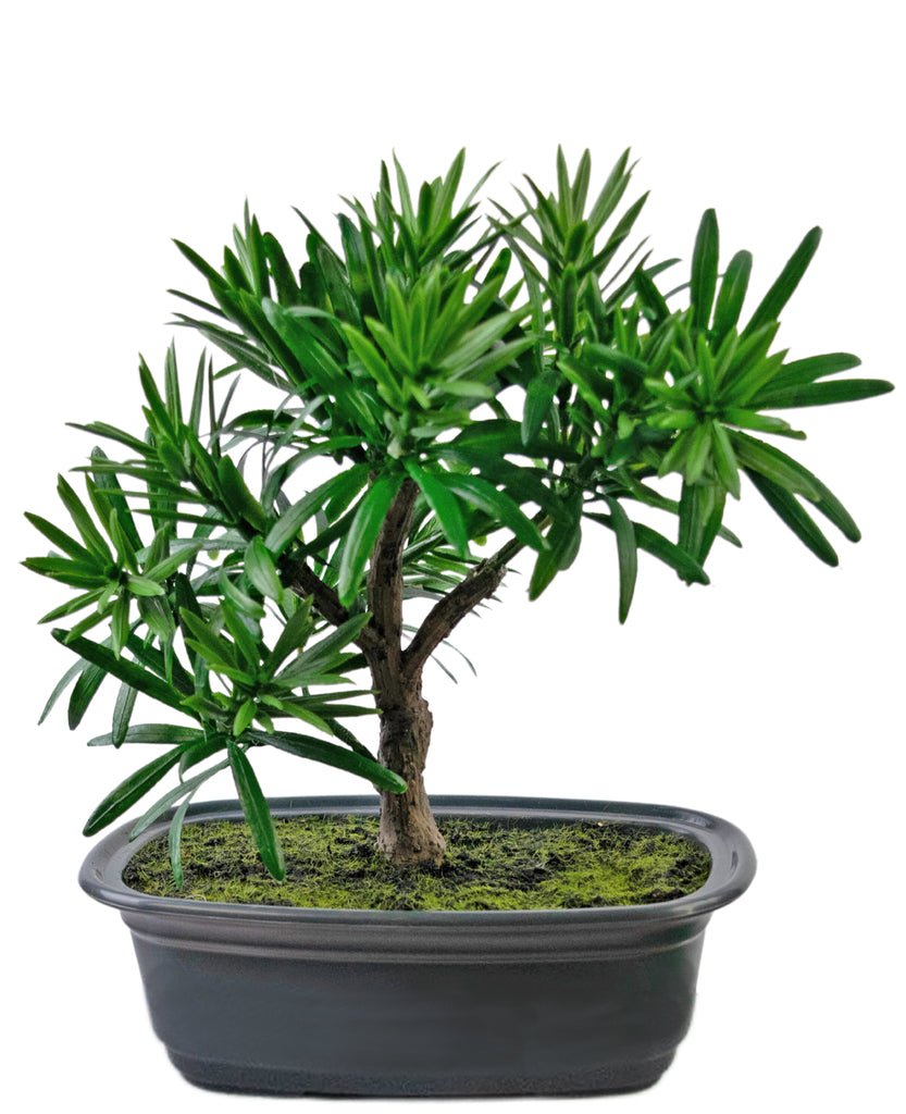 Livraison plante Podocarpus - bonsai sapin artificiel