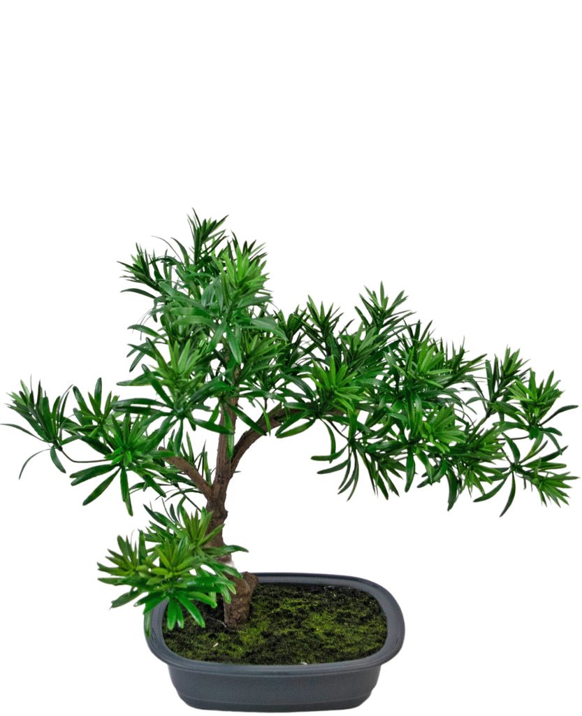 Livraison plante Podocarpus - bonsai sapin artificiel