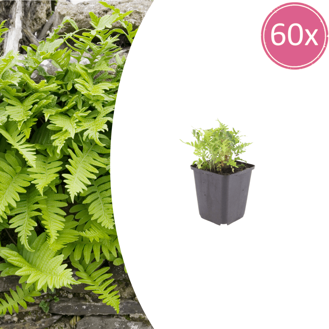 Livraison plante Polypode fougère