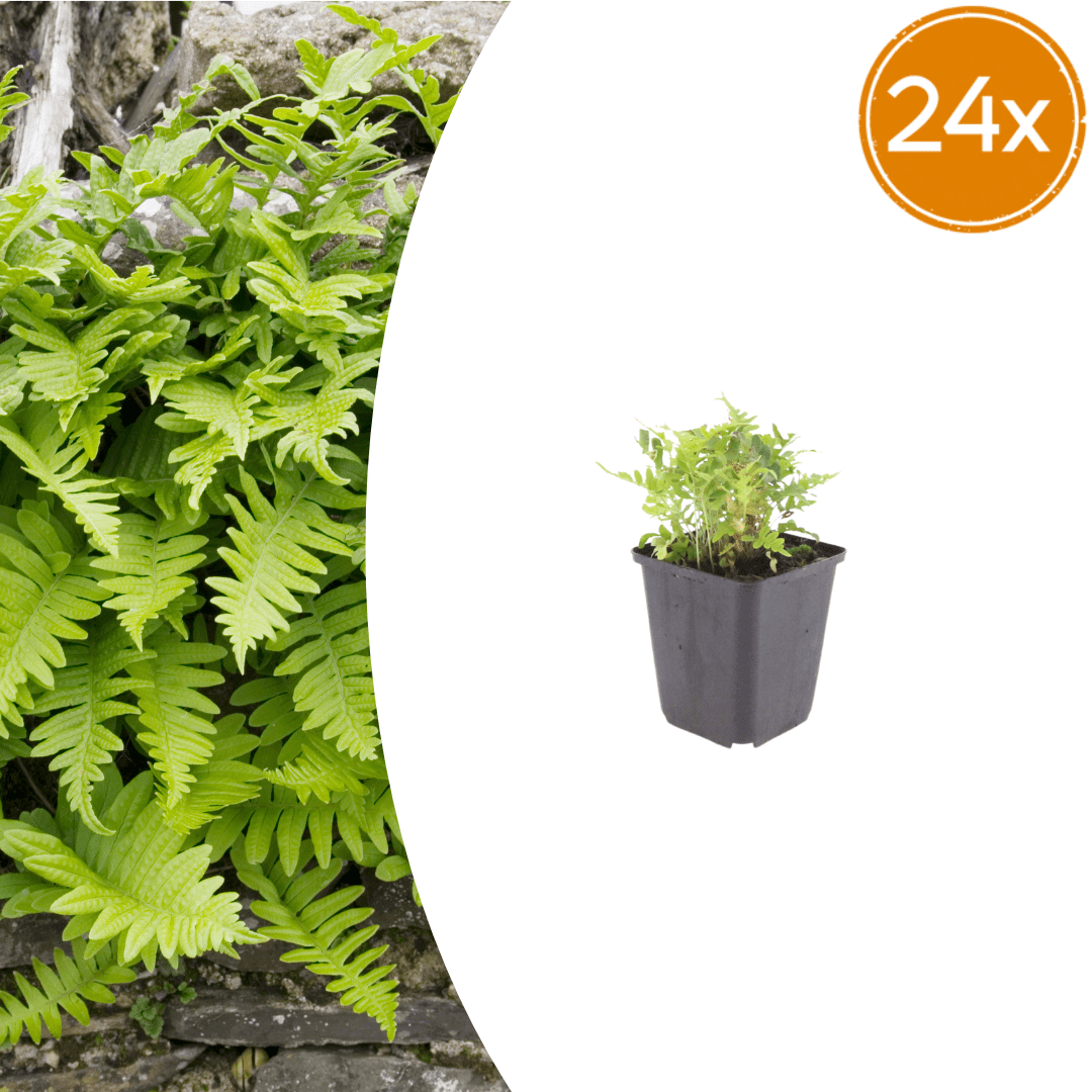 Livraison plante Polypode fougère