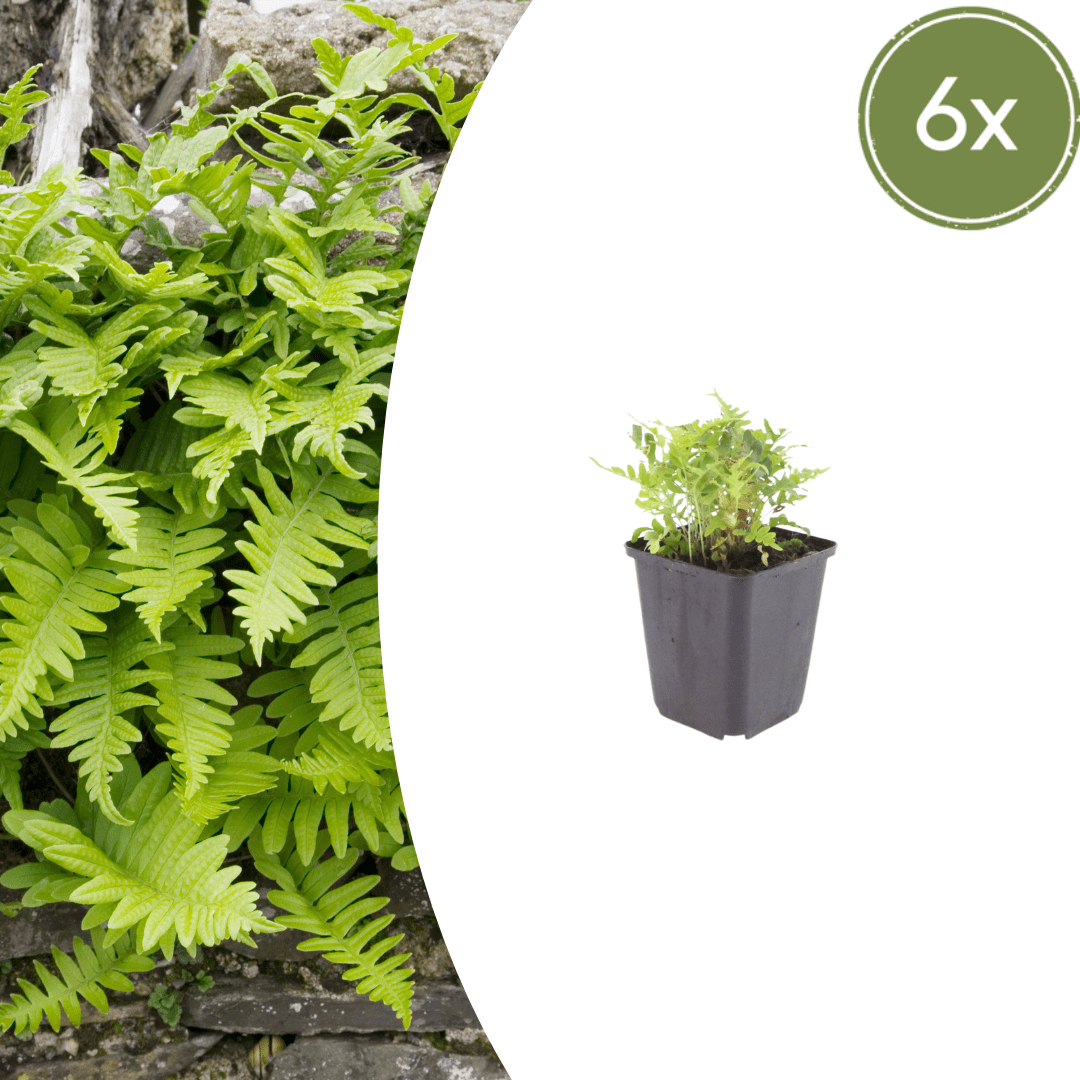 Livraison plante Polypode fougère