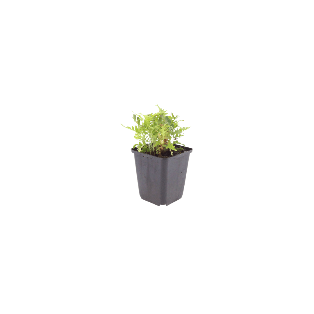 Livraison plante Polypode fougère