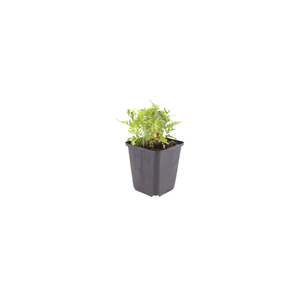 Livraison plante Polypode fougère