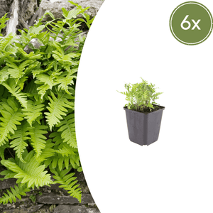 Livraison plante Polypode fougère
