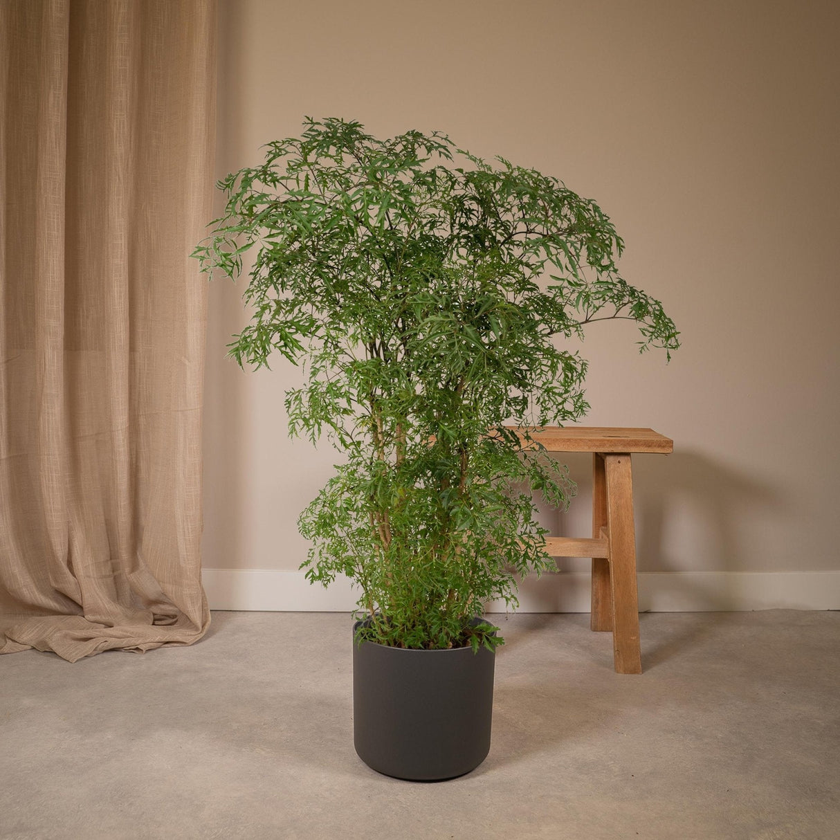 Livraison plante Polyscias Fruticosa h75cm