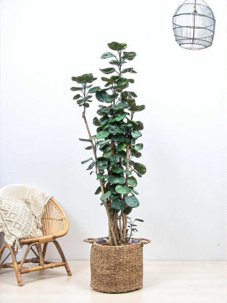 Livraison plante Polysicas Fabian XXL