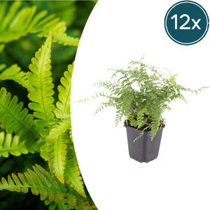 Livraison plante Polystichum fougère à peigne