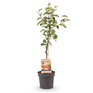 Livraison plante Pommier Elstar – Lot de 1 – Pot 21 cm – Hauteur 90 cm