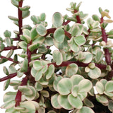 Livraison plante Portulacaria afra panachée