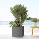 Livraison plante Pot Block Gris 50 cm