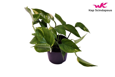 Livraison plante Pothos Scindapsus Aureum