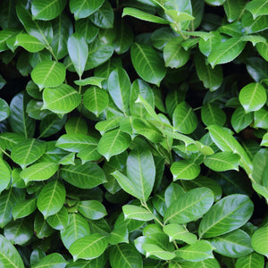 Livraison plante Prunus laurocerasus Novita – Lot de 6 – Pot 17 cm