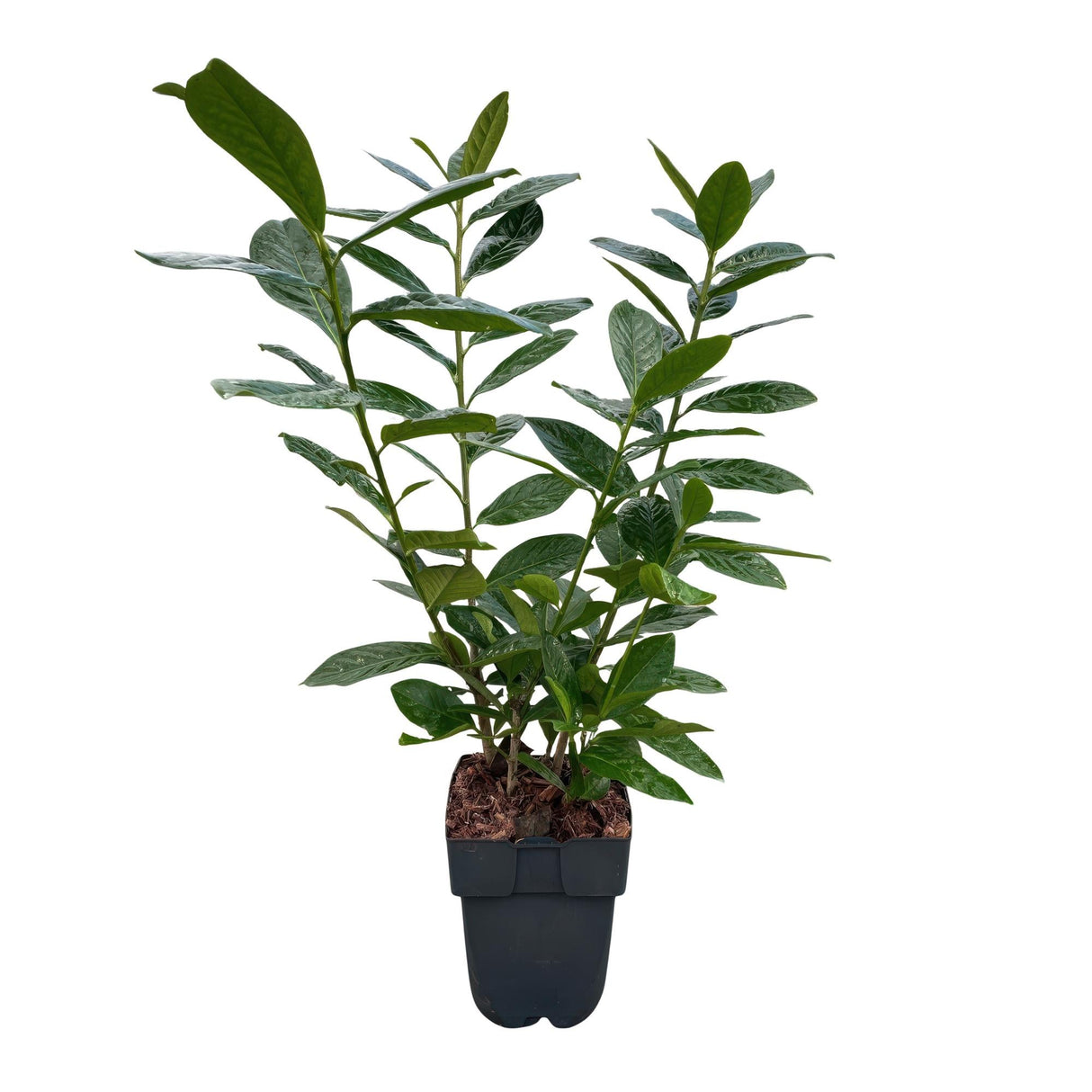 Livraison plante Prunus laurocerasus Novita – Lot de 6 – Pot 17 cm