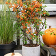 Livraison plante Pyracantha Coccinea Sunny Star - Lot de 2