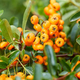 Livraison plante Pyracantha Coccinea Sunny Star - Lot de 2