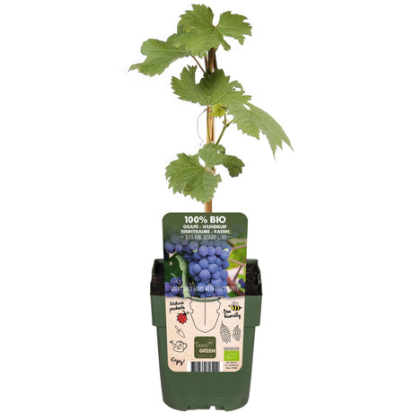 Livraison plante Raisin Bio