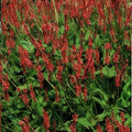 Staudenknöterich (Persicaria amplexicaulis) 'Amplexicaulis'