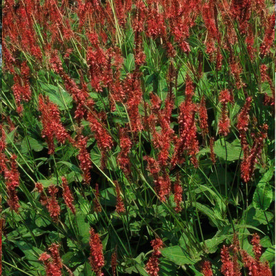 Staudenknöterich (Persicaria amplexicaulis) 'Amplexicaulis'