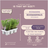 Livraison plante Romarin - 12 packs de 6