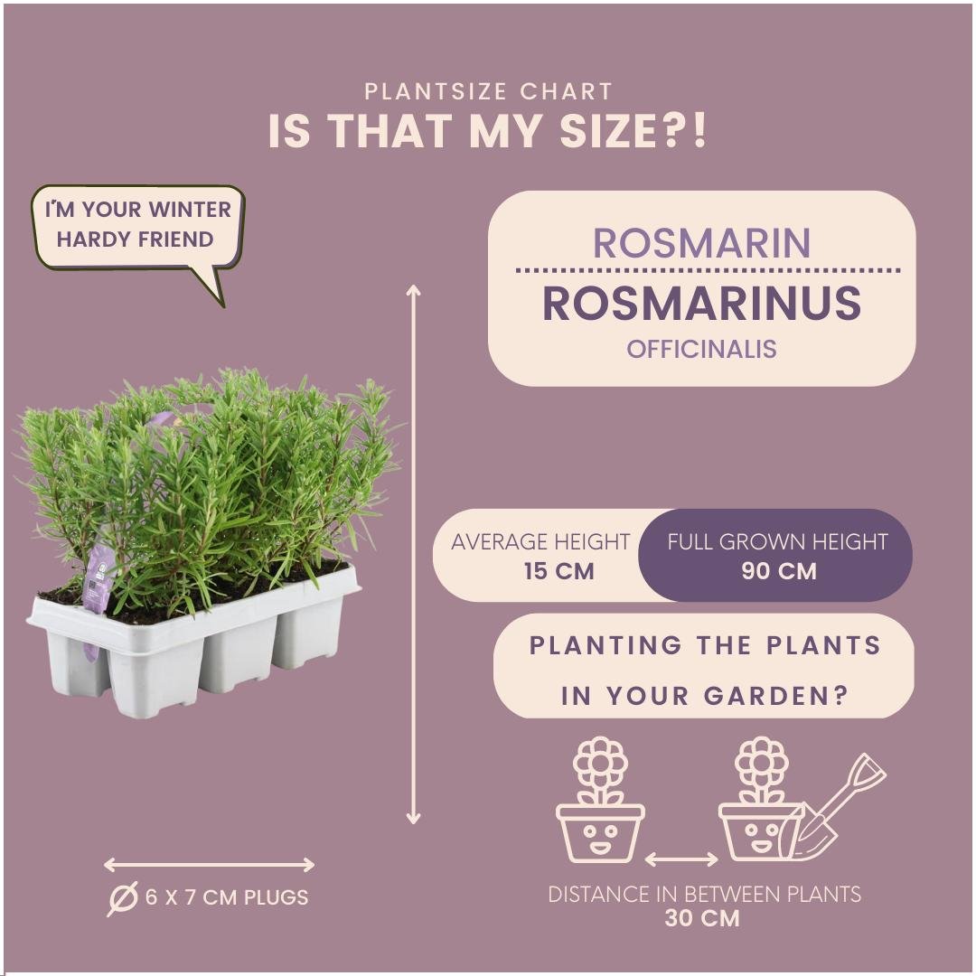 Livraison plante Romarin - Lot de 6