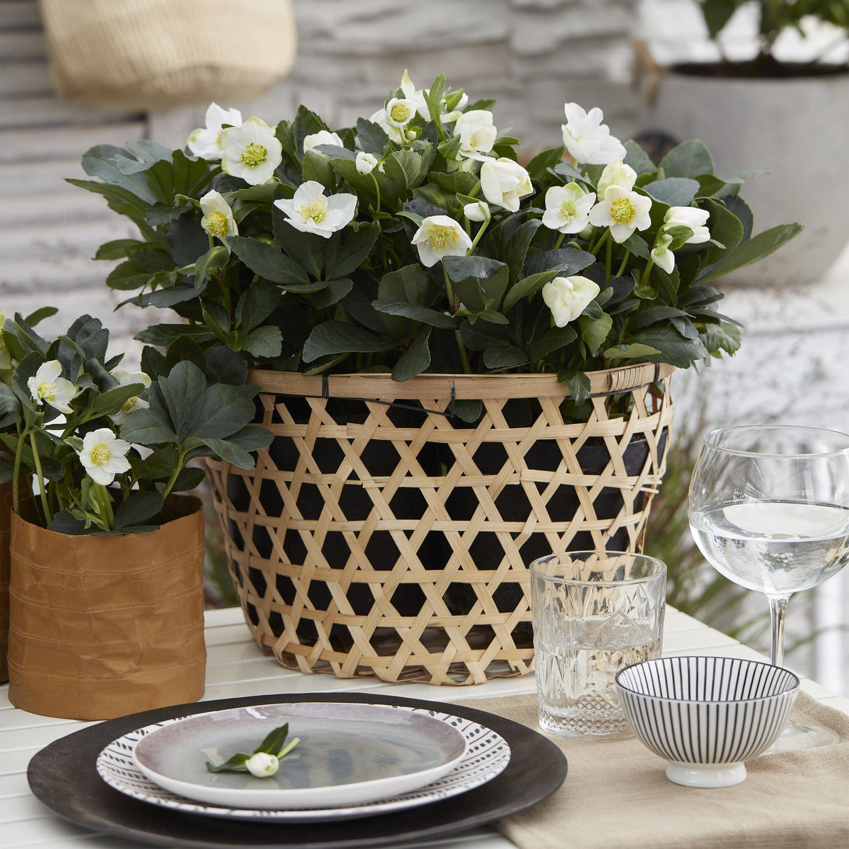 Livraison plante Rose de Noël Christmas Carol – Lot de 2 – Pot 10,5 cm