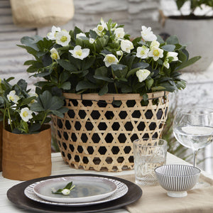Livraison plante Rose de Noël Christmas Carol – Lot de 2 – Pot 10,5 cm
