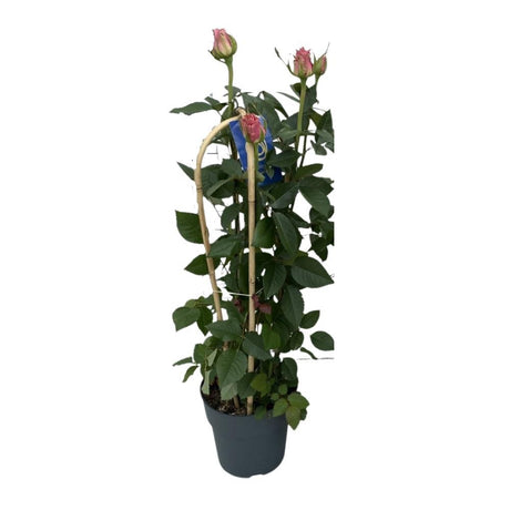 Livraison plante Rosier elegance