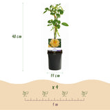 Livraison plante Rosier grimpant Spring Queen – Lot de 2 – Pot 11 cm