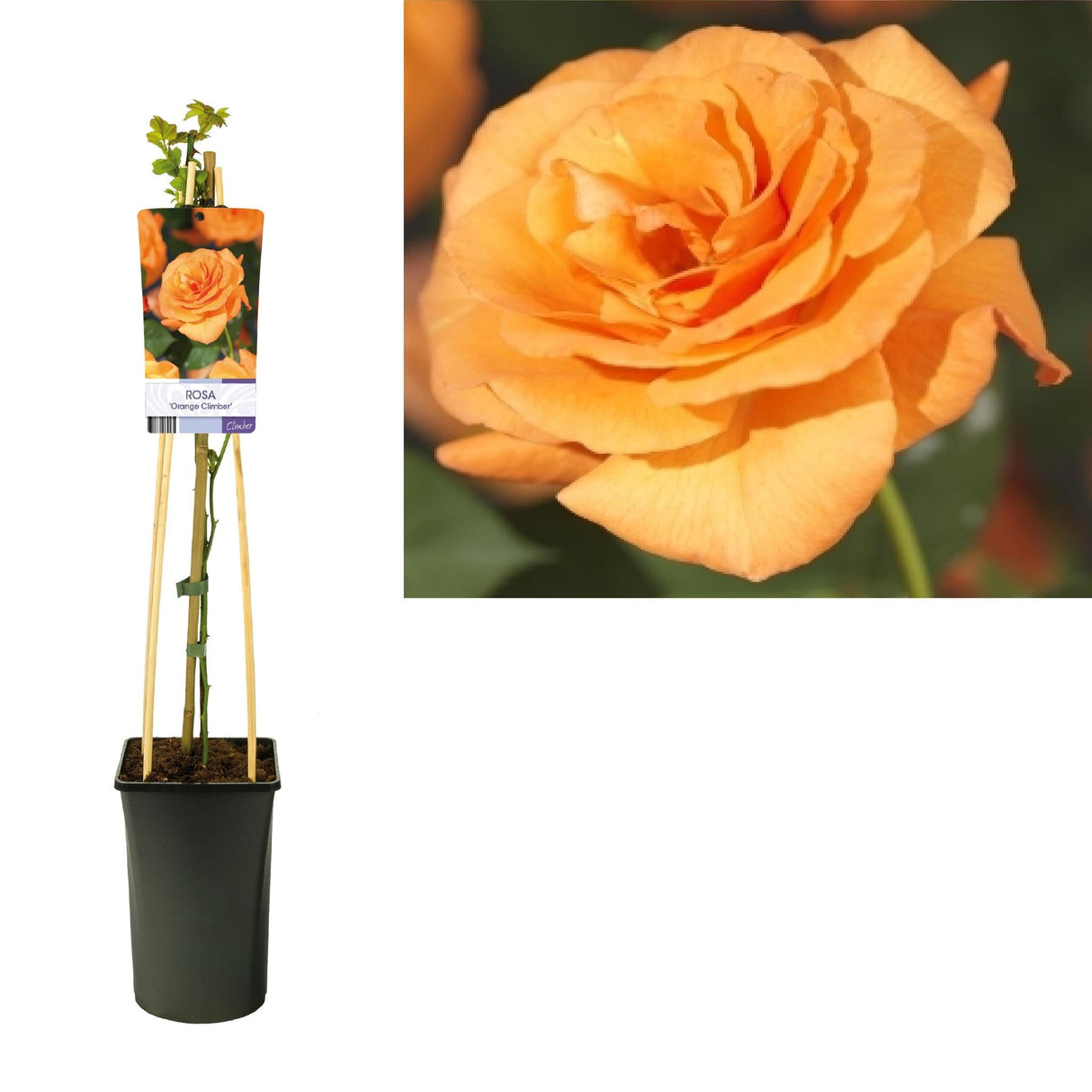 Livraison plante Rosier Orange d17cm h75cm