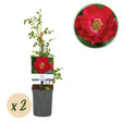 Livraison plante Rosier Rosa Red Queen – Lot de 2 – Pot 11 cm – Hauteur 40 cm