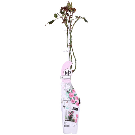 Livraison plante Rosier rose - lot de 3 - ↨65cm - Ø15 - plante fleurie d'extérieur