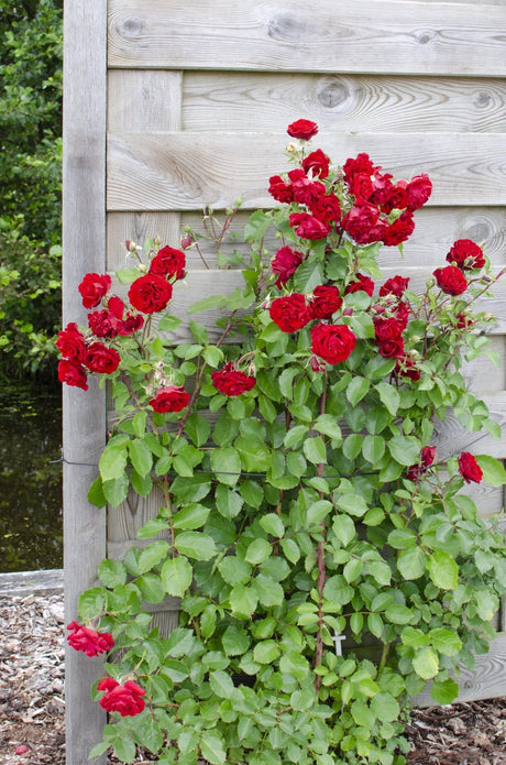 Livraison plante Rosier rouge - ↨65cm - Ø15 - arbuste fleuri